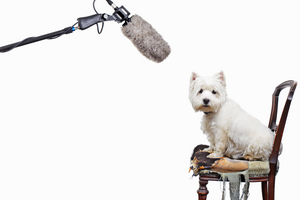 Sciences Humaines N° 246 - Le langage en 12 questions