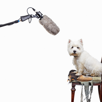 Sciences Humaines N° 246 - Le langage en 12 questions