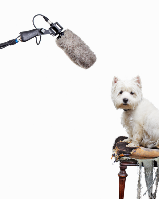 Sciences Humaines N° 246 - Le langage en 12 questions